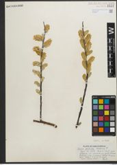 Foto von Salix pellita (Andersson) Bebb